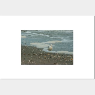 Ring-billed gull scapes Posters and Art